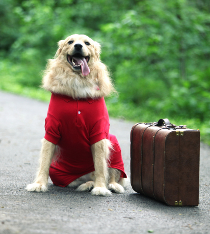 Traveling with Pets? Tips from a Veterinarian in St. Charles for a Safe Summer Trip